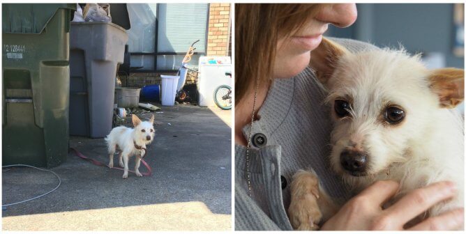 Two photos of small dog, one where she's tied to a trash can and one where she's being held by a rescuer