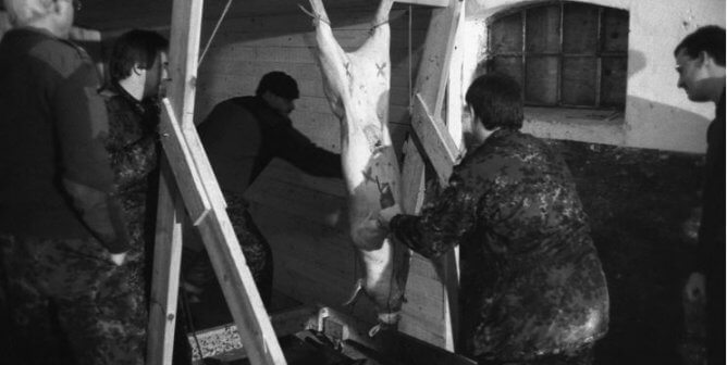 Black and white photo of a pig being strung up by their hind legs as two anonymous people stand on either side of them.