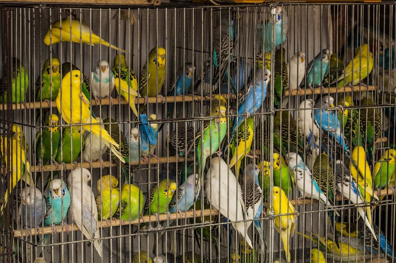 small cage birds