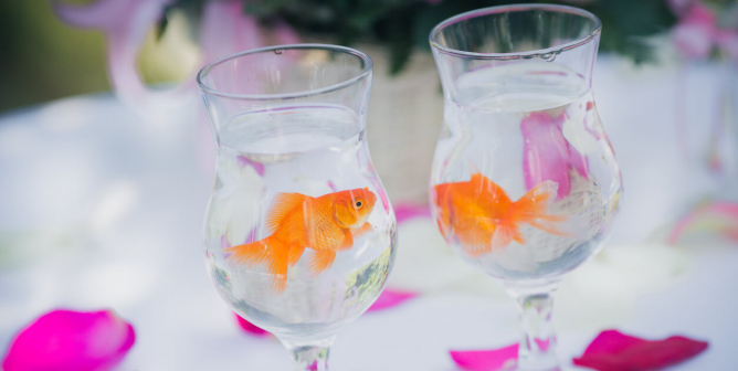 This 'Bridezilla' Goldfish Story Is Exactly Why Pet Stores Are the Worst
