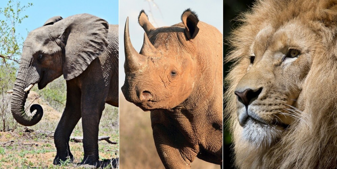 Rhino Poacher, Elephants, and Lion