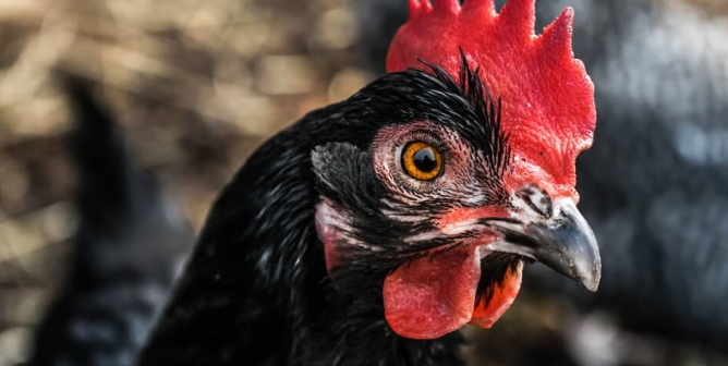 a chicken with a bright red comb and black feathers