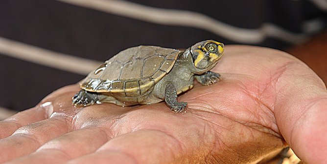 baby turtle in human hand