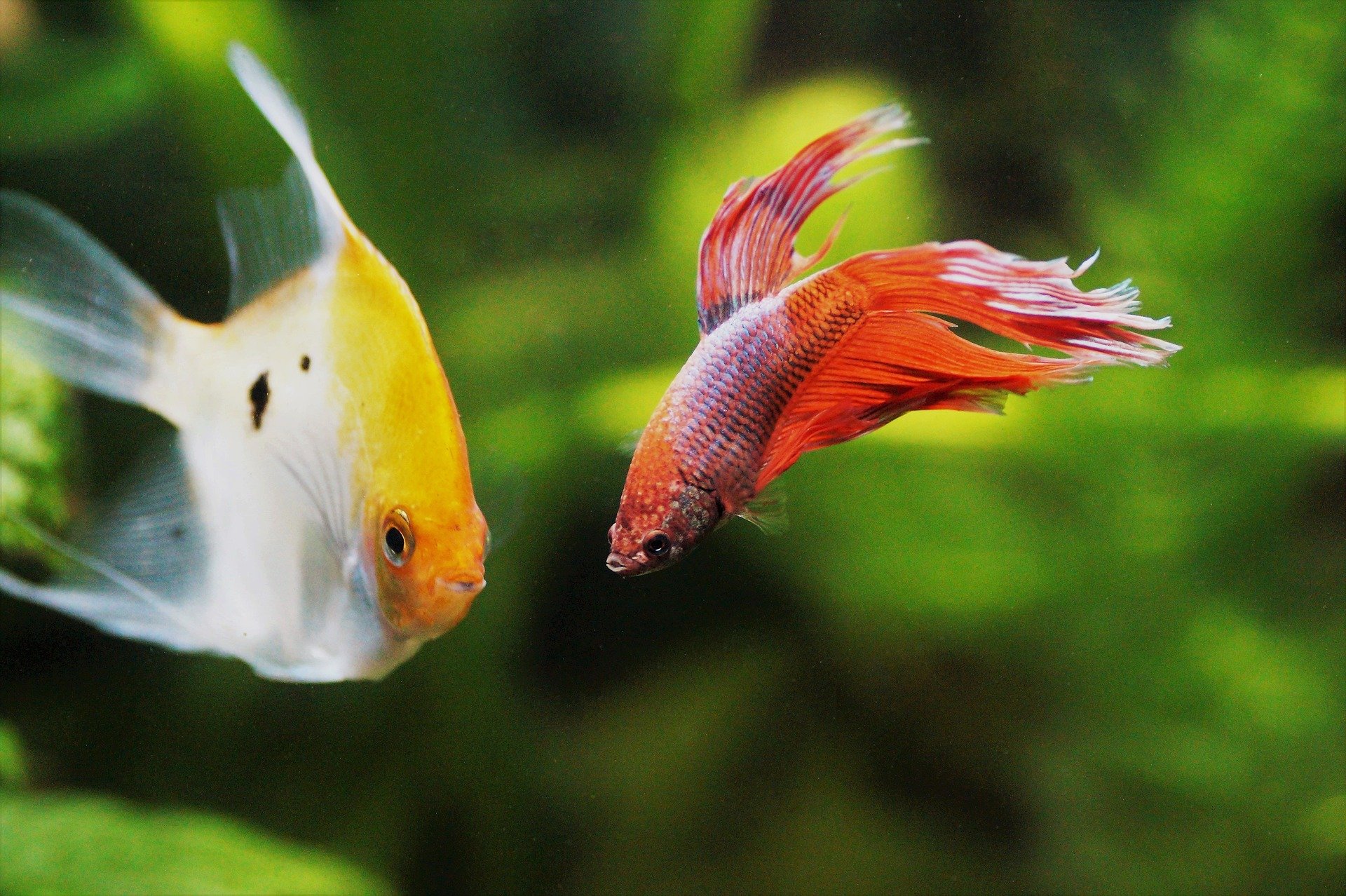 male and female fighter fish together