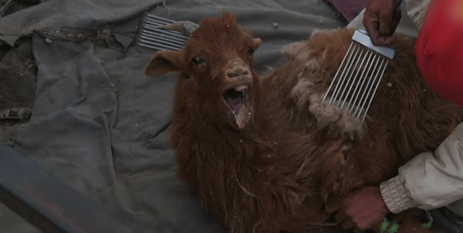 cashmere goat combed for fur screaming