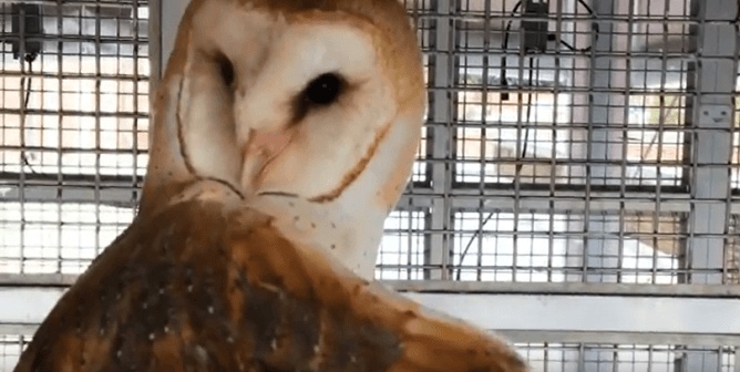 Johns Hopkins University owl torture