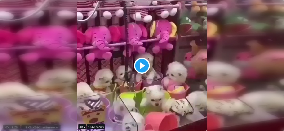 live claw game