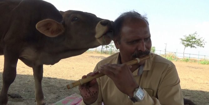 still from animal rahat video, cow licks flute player's head during private concert