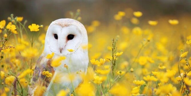Barn owl in yellow field