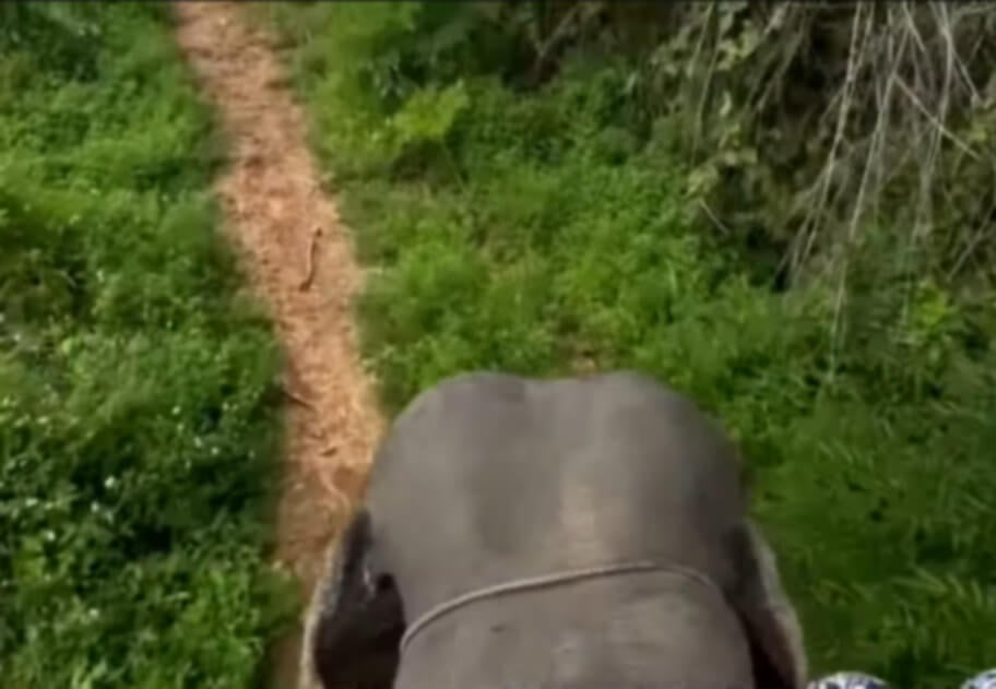 Baby Elephant's Death a Grim Reminder of Lack of Wilderness