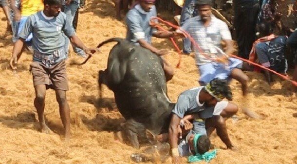 a man tackles a bull to the ground surrounded by 3 others