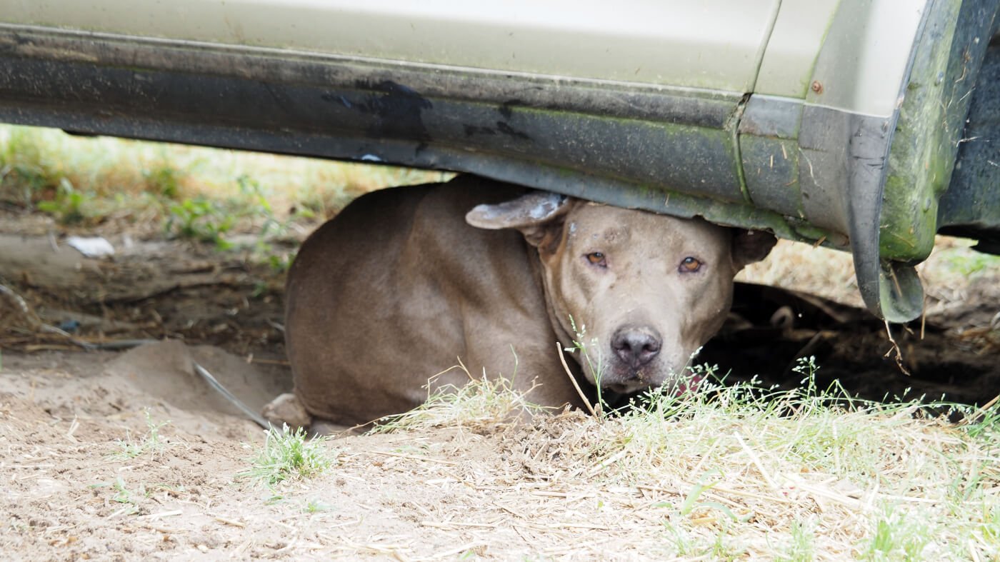 Stray Dog in Murfreesboro North Carolina