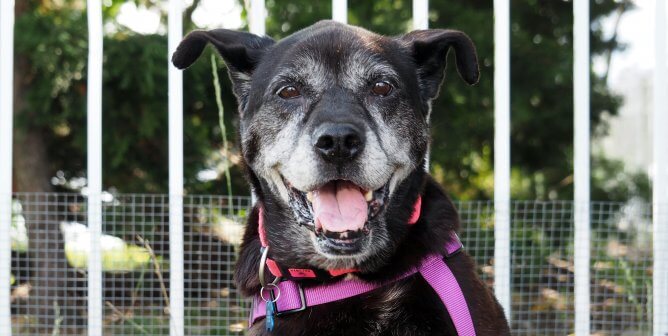 Happy senior dog with pink harness