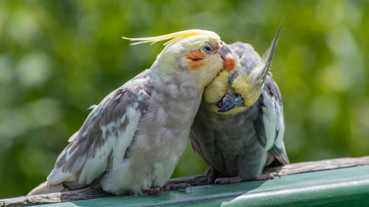 No Such Thing as a Caged Bird - Cockatiels Preening