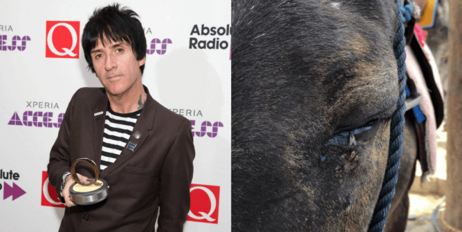 collage of johnny marr and a closeup of a donkey's sad face