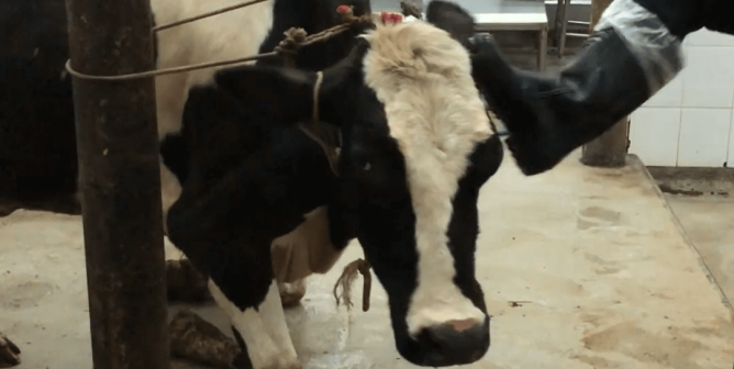 cow staring at camera is kicked in the head by a man