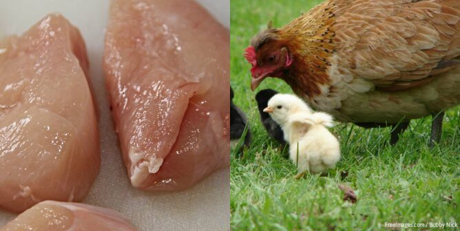 picture of chicken flesh next to a picture of a mother hen and her chickens