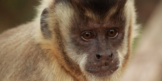 capuchin monkey, wild, pretty