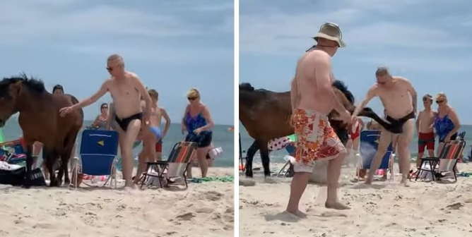 horse kicks beachgoer, wildlife