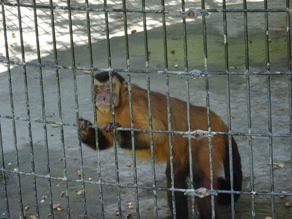 Simba the Lion and Jambo the Giraffe Are Kept in Solitary Confinement ...