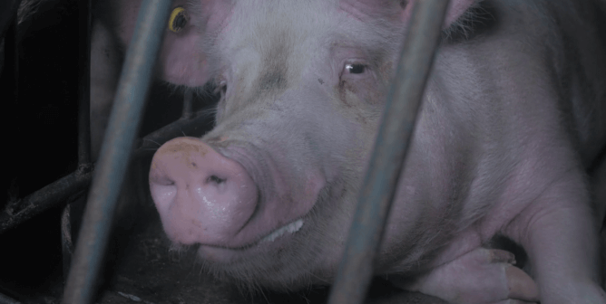 pigs, pig farming