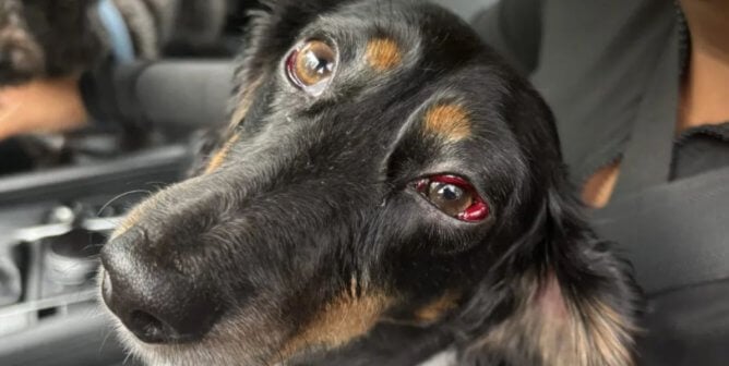 Eddie the dog's injured eye