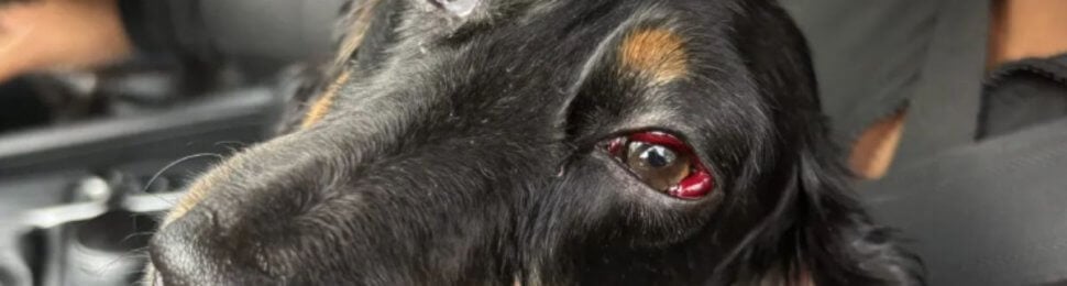 Eddie the dog's injured eye