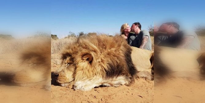 trophy hunting, lion, africa
