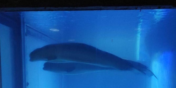 help save the beluga whales from life in a tiny tank