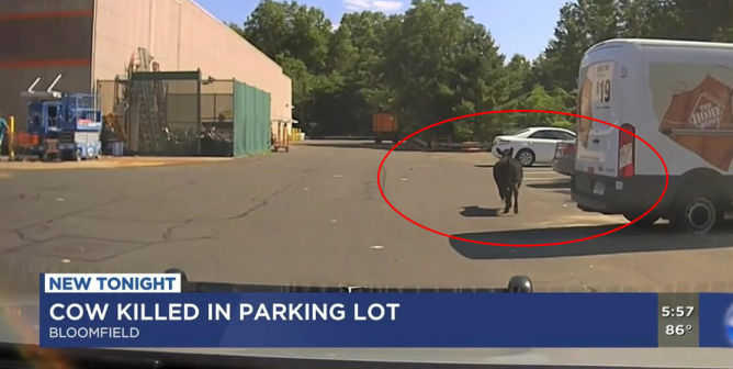 dramatic footage shows a cow being killed in a home depot parking lot