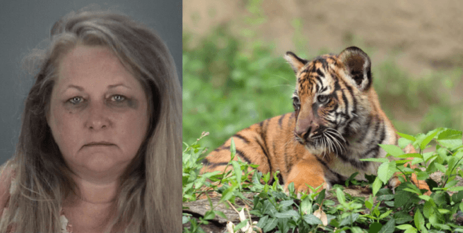 dade city's wild things zoo owner, tiger cub