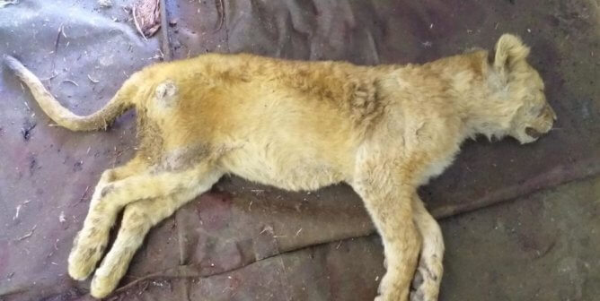 nspca investigation of big cat farm involved in cub petting, canned hunting, trophy hunting, bone trade, wildlife tourism