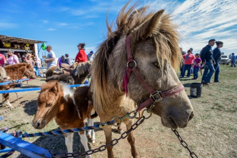 pony ride along