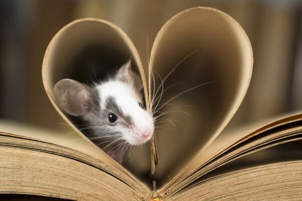 Little baby mouse in heart shaped roll made by old pages of a book