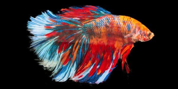 Red, blue and orange betta fish