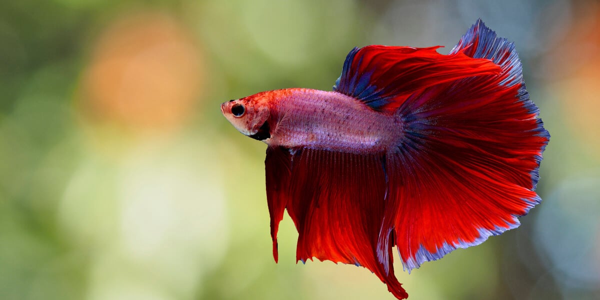 Betta Fish: Facts and Why They're Not 'Starter Pets
