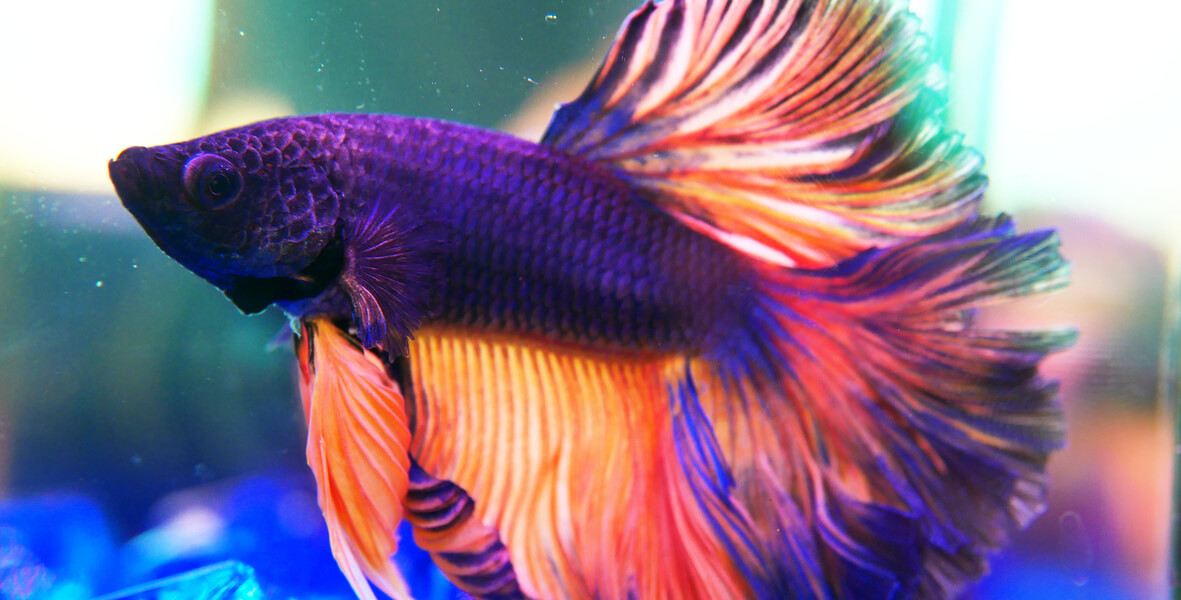 Betta Fish: Facts and Why They're Not 'Starter Pets' | PETA