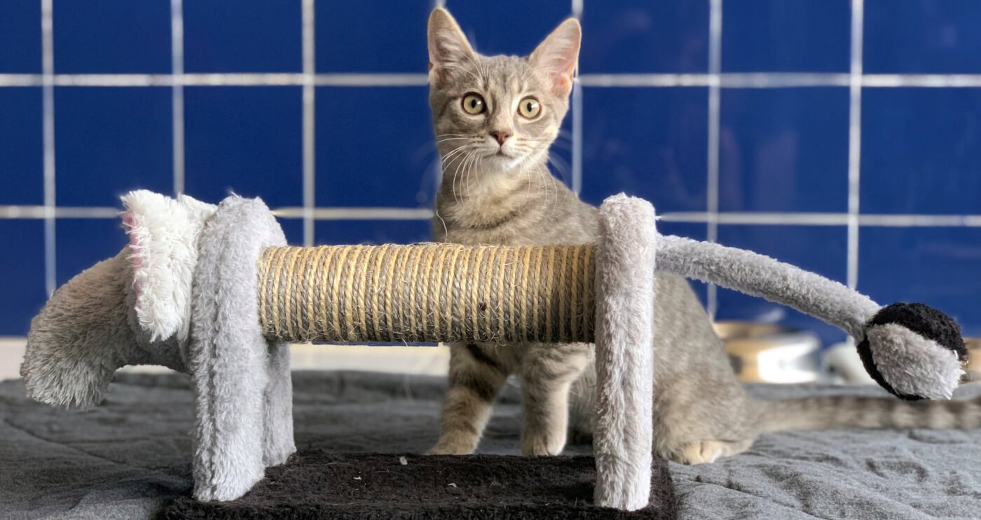 Animal Shelters FAQ: What to Know Before Adopting a 'Pet