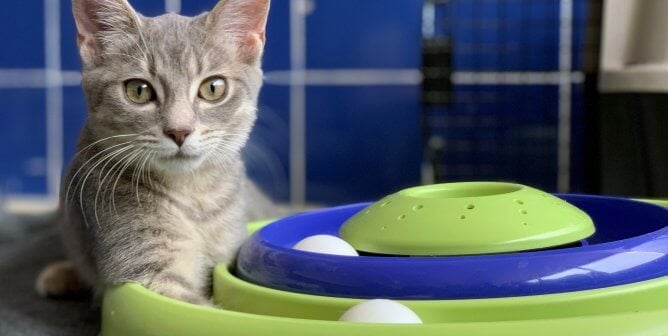 Eloise, a cat rescued by PETA, shows off her cool track toy.