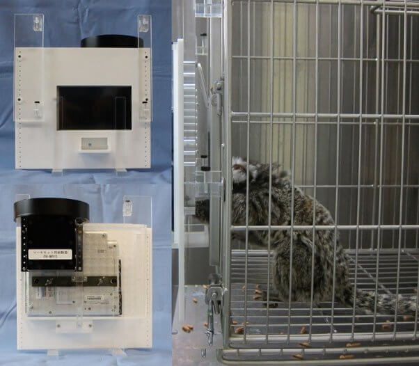 marmoset, experiment, vivisection, laboratory