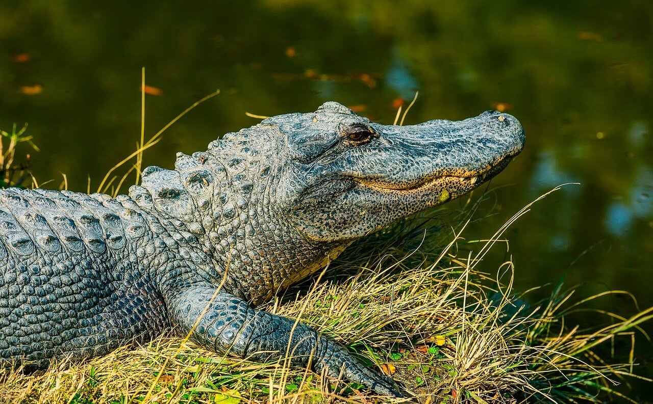 crocodile vs alligator leather