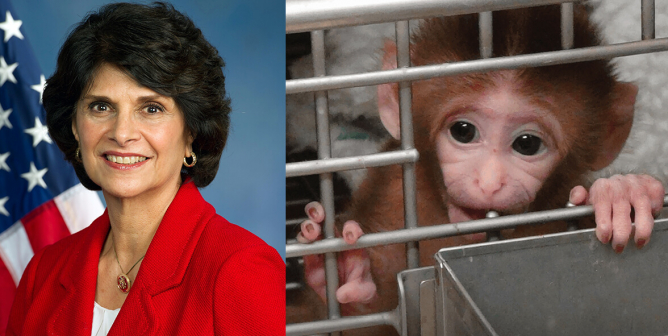 collage of rep. roybal-allard and a caged monkey in a lab