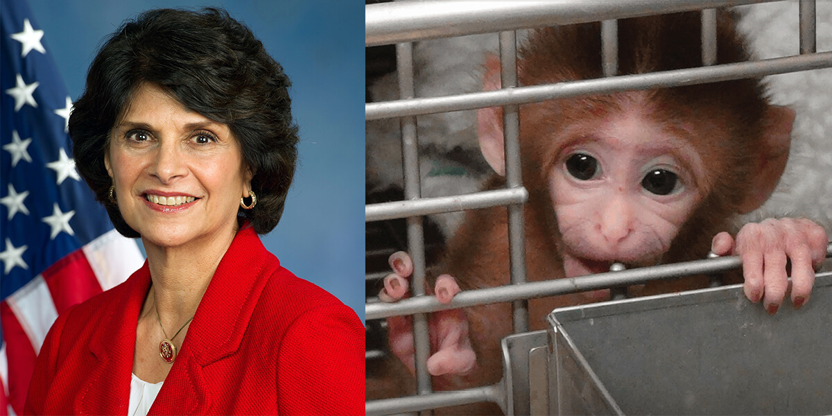 congresswoman-takes-on-nih-animal-testing-in-new-letter-peta