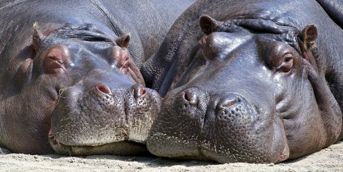 hippo couple, hippopotamuses, happy, featured