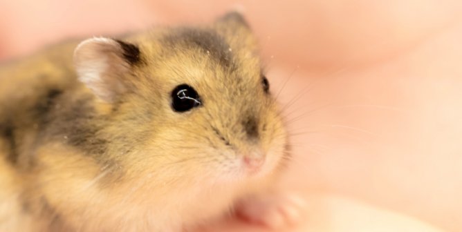 Pretty tan and brown hamster in peach blanket