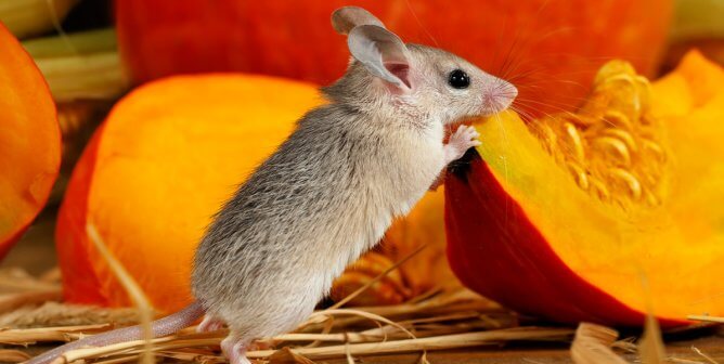 Cute little mouse nibbling slice of bright orange pumpkin