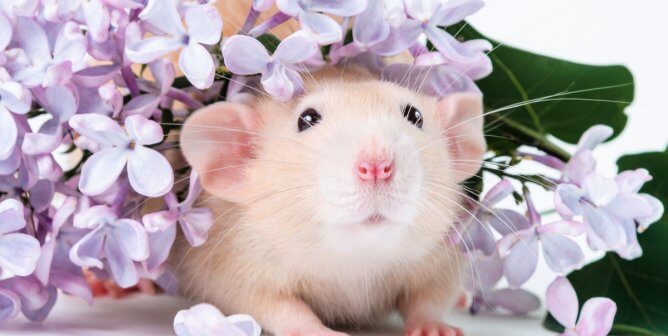 Pretty light-colored rat surrounded by purple flowers