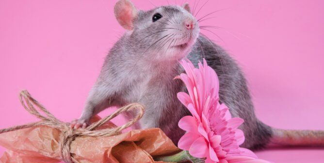 Pretty gray rat with pink flower