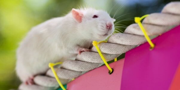 Cute white mouse on rope