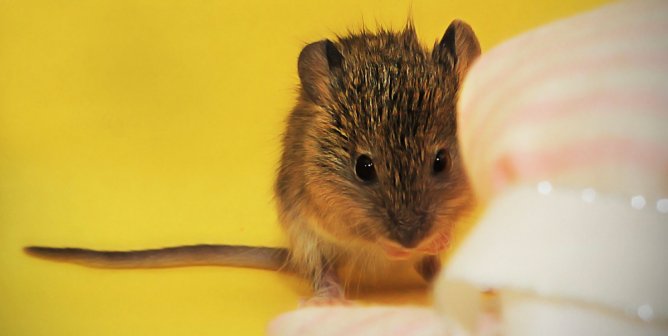 Cute brown mouse against yellow background